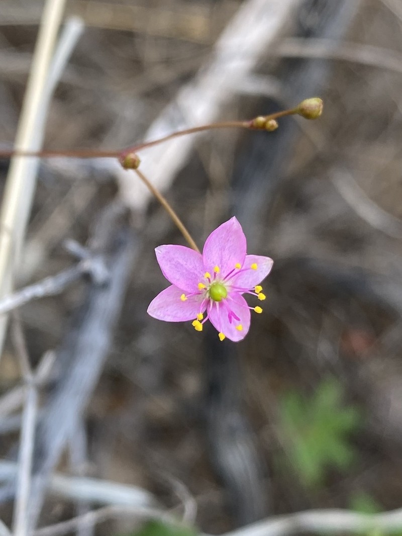 Talinum sonorae photo 7
