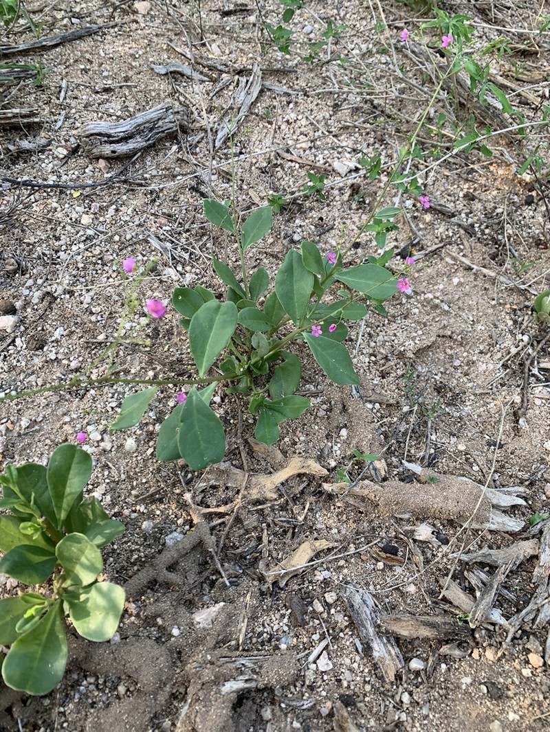 Talinum sonorae photo 8