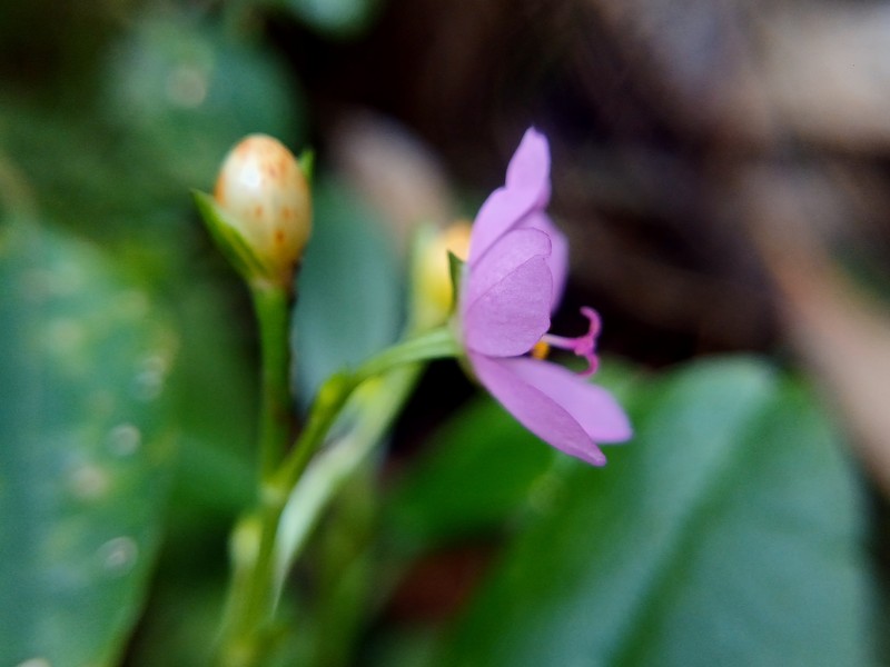 Ceylon Spinach photo 2