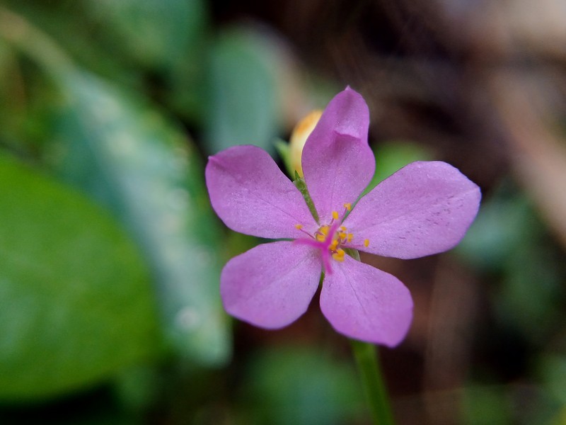 Ceylon Spinach photo 3