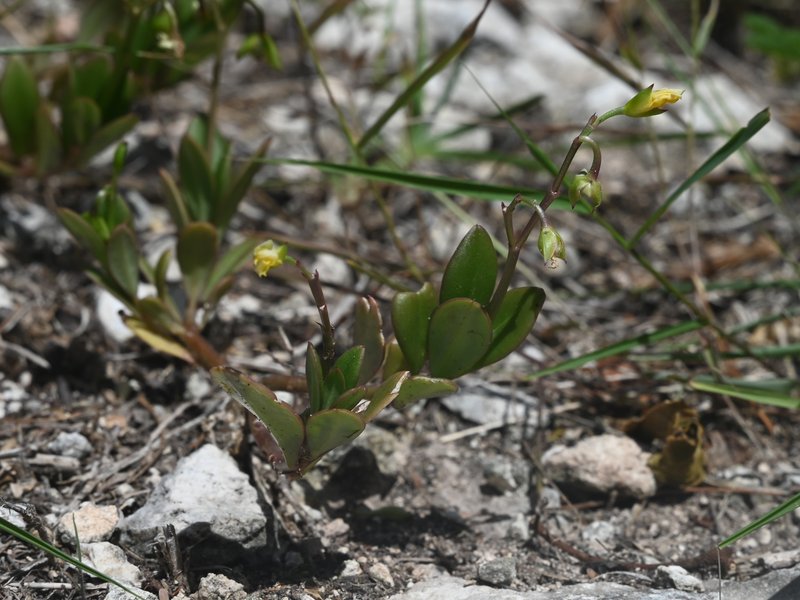 Ceylon Spinach photo 4