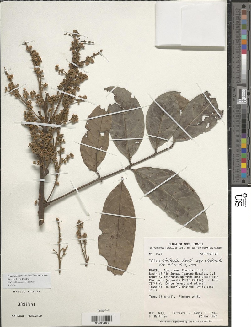Talisia clathrata subsp. clathrata