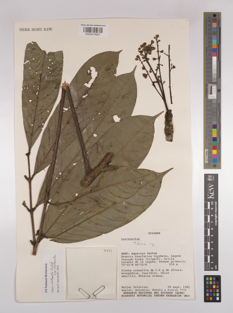 Talisia clathrata subsp. clathrata photo 2