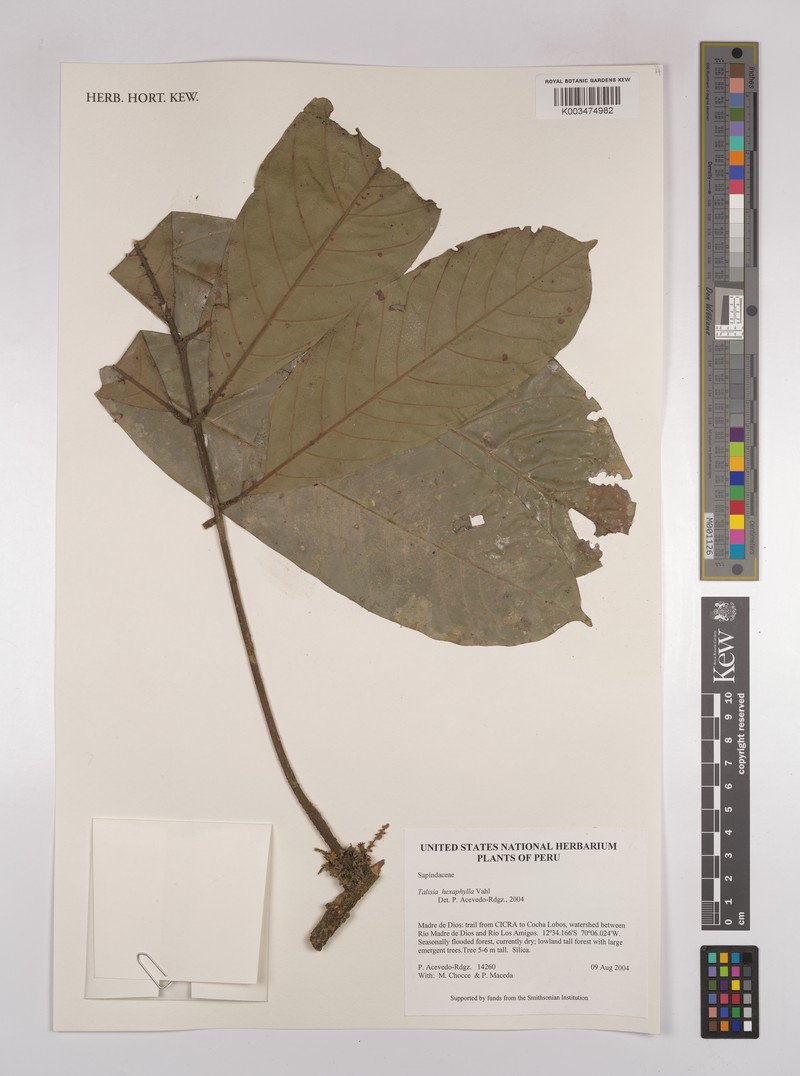 Talisia hexaphylla subsp. hexaphylla
