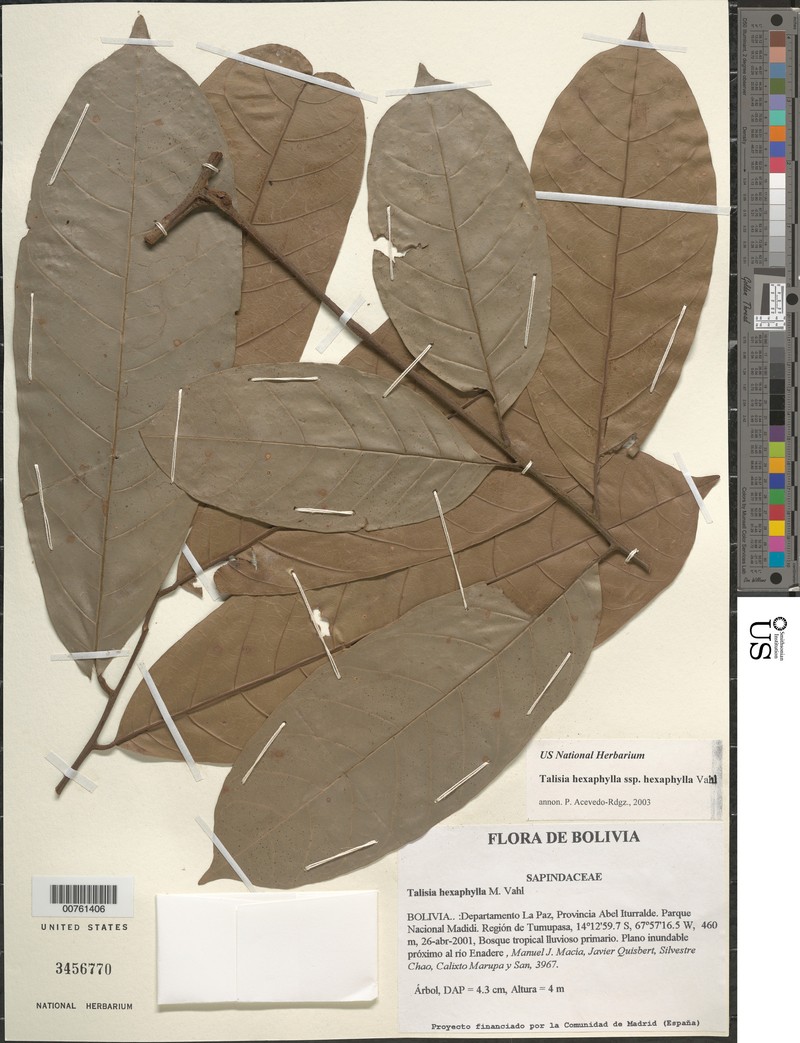 Talisia hexaphylla subsp. hexaphylla photo 2