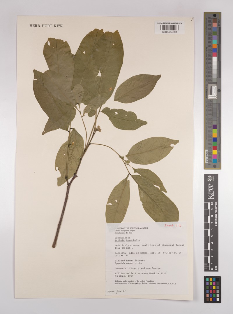 Talisia hexaphylla subsp. hexaphylla photo 3