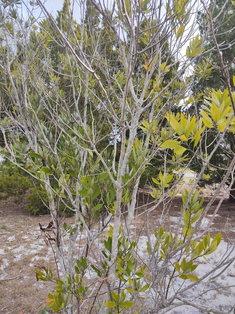 Redbay photo 2
