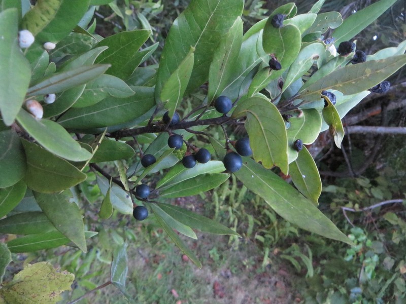 Swamp Bay photo 2