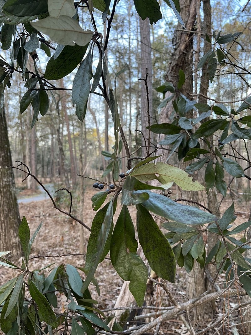 Swamp Bay photo 3
