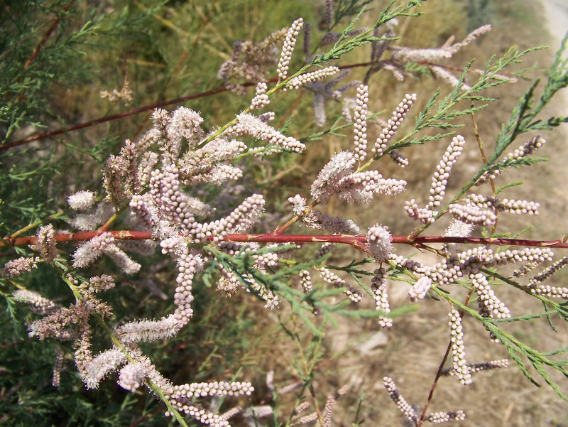 African Tamarisk