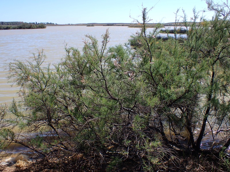 African Tamarisk photo 2