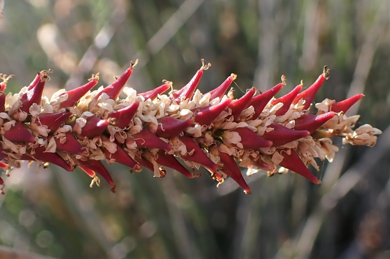 African Tamarisk photo 3