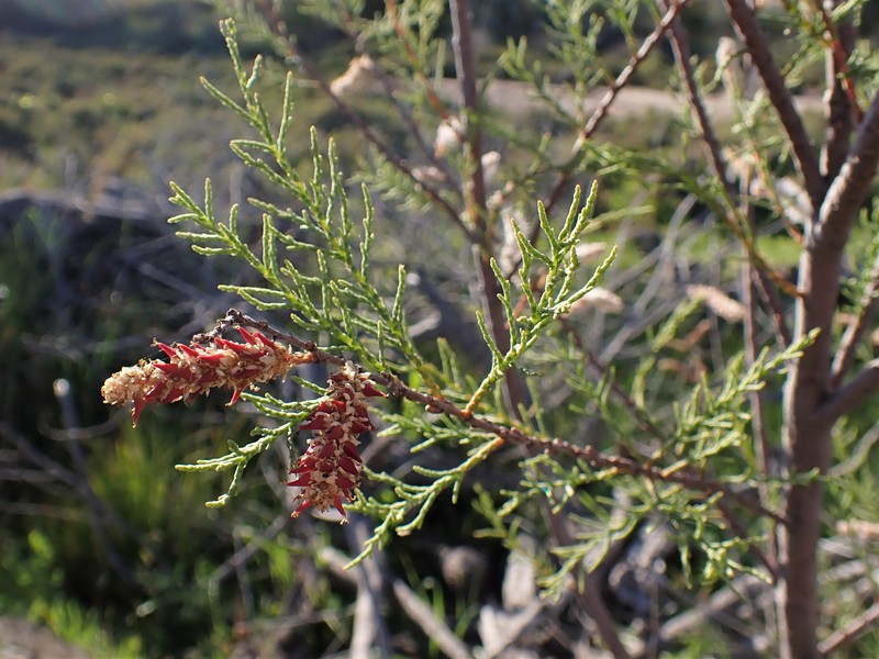 African Tamarisk photo 4