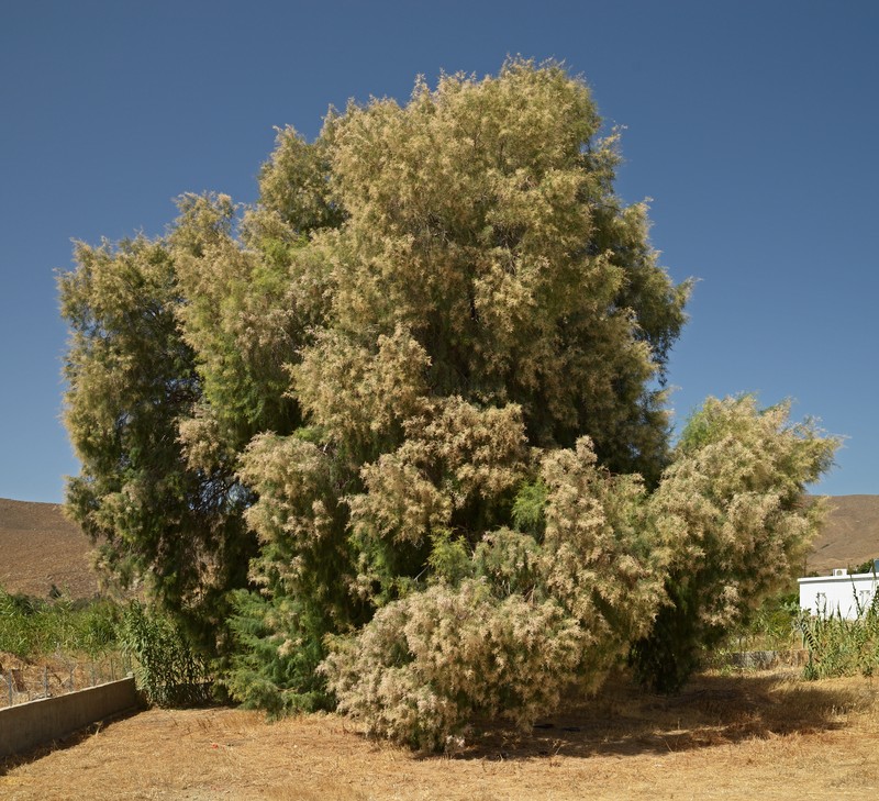 Athel Tamarisk photo 2