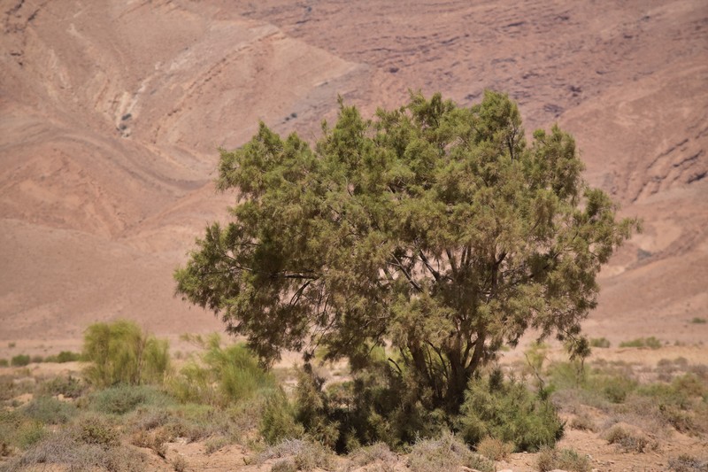 Athel Tamarisk photo 3
