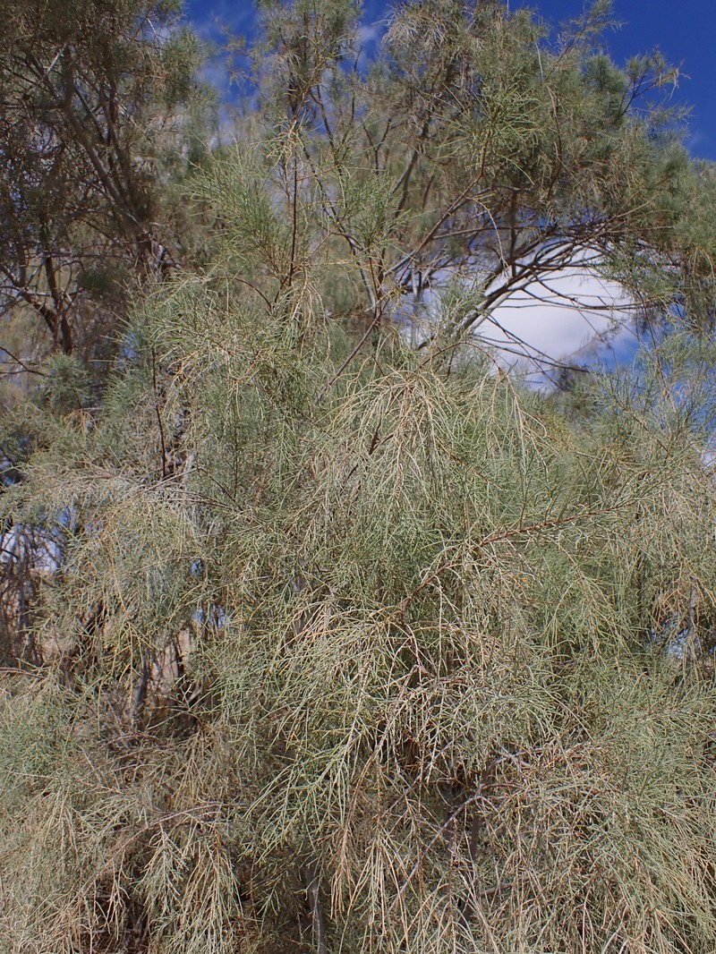 Athel Tamarisk photo 4