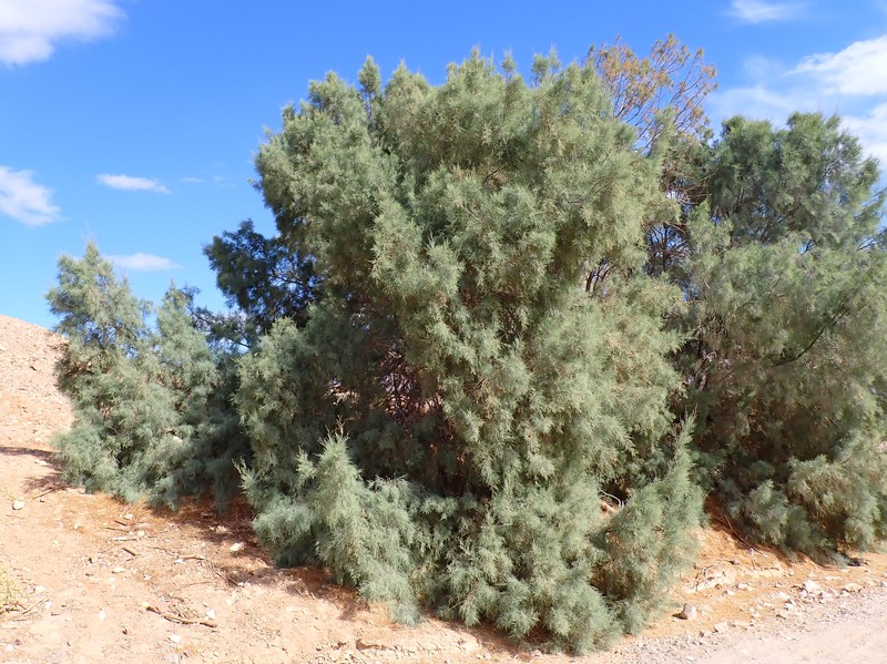Athel Tamarisk photo 5
