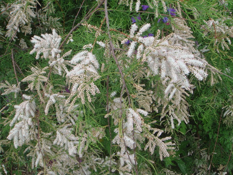 Canary Island Tamarisk photo 2