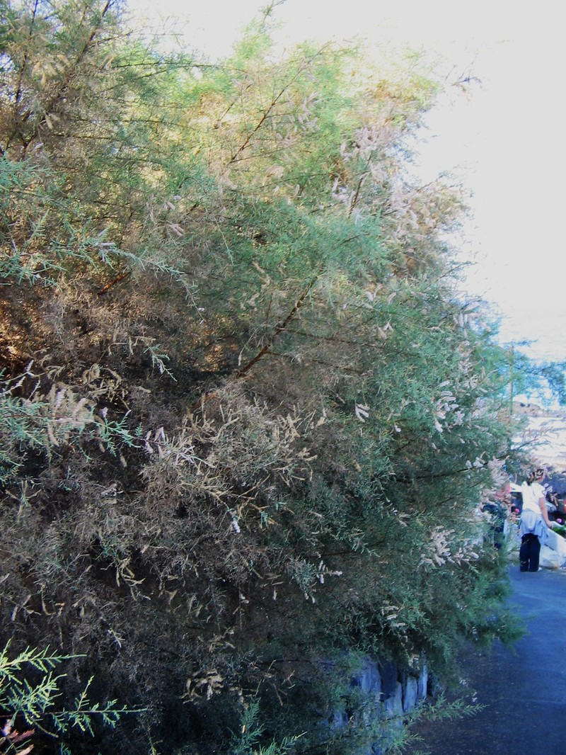 Canary Island Tamarisk photo 3