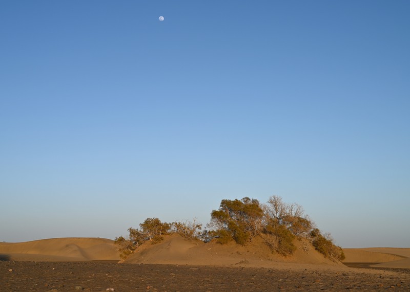 Canary Island Tamarisk photo 4