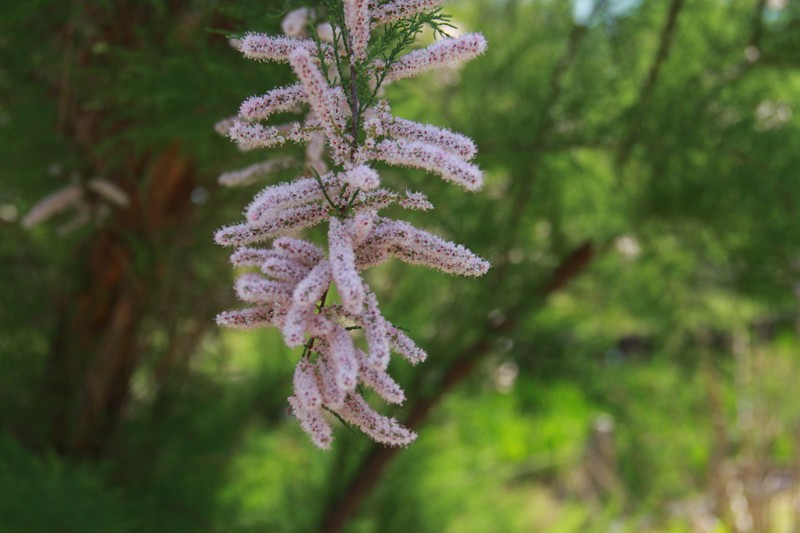 Five-Stamen Tamarisk photo 3