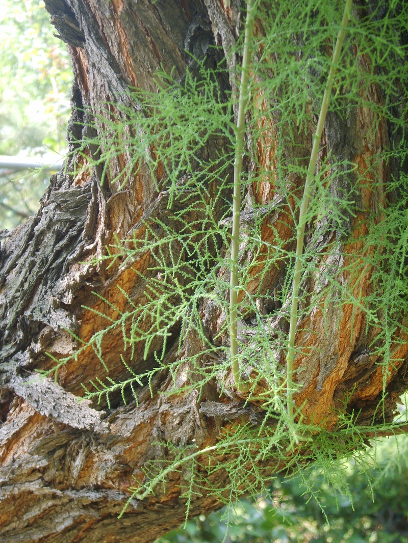 Five-Stamen Tamarisk photo 5