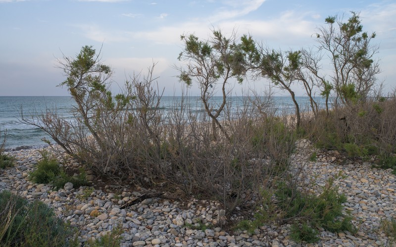 French Tamarisk photo 3