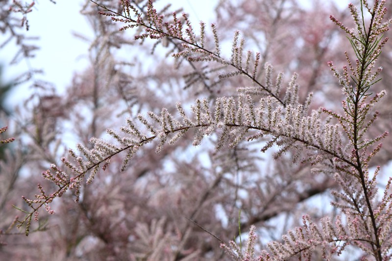Smallflower Tamarisk photo 2