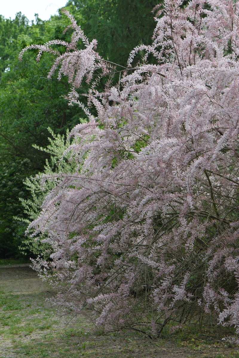 Smallflower Tamarisk photo 3