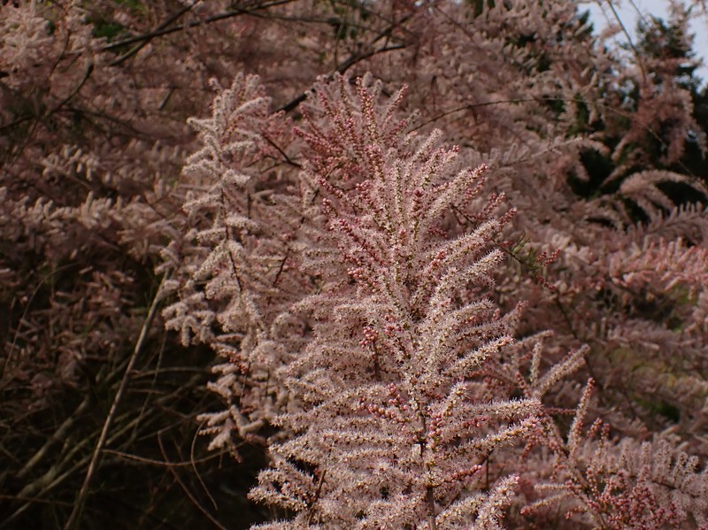 Smallflower Tamarisk photo 4