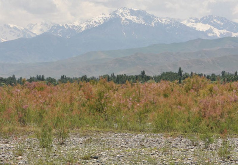 Saltcedar photo 2