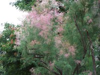 Saltcedar