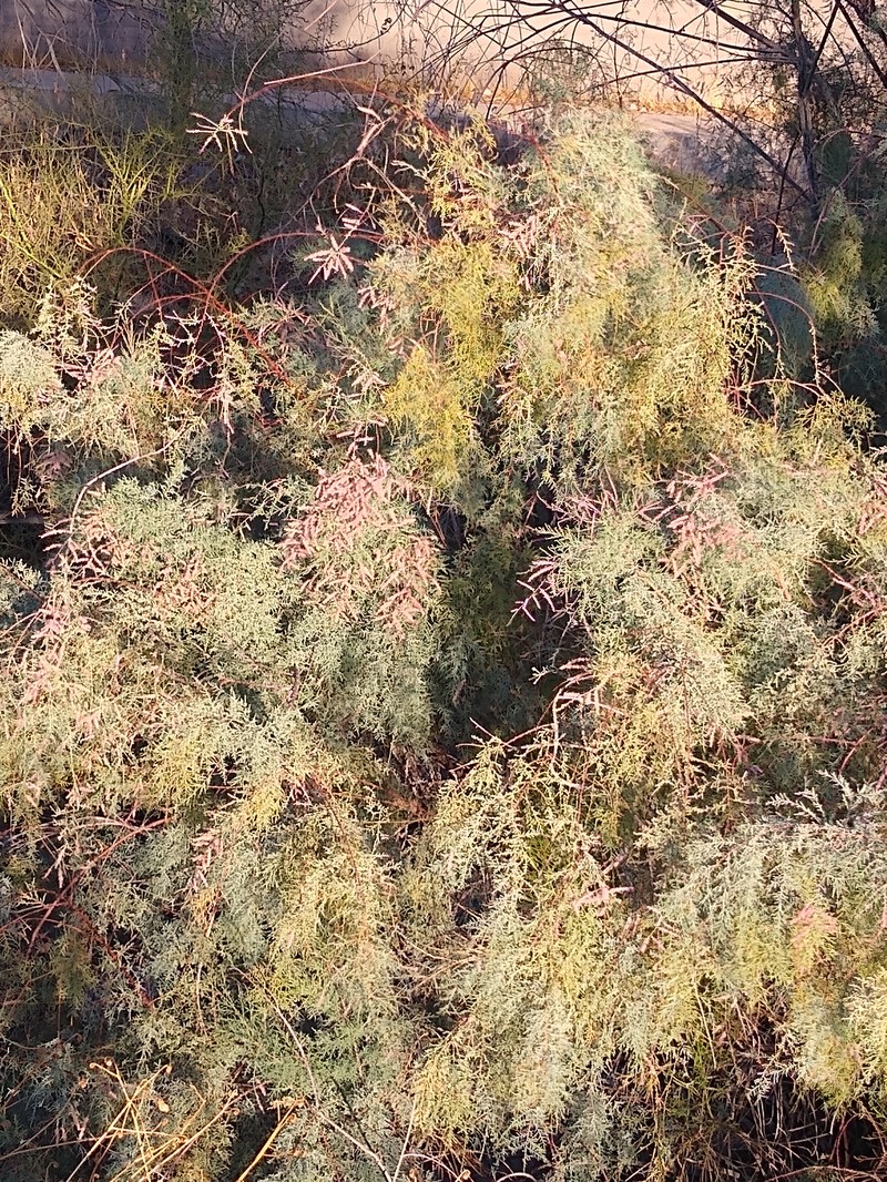 Saltcedar photo 3