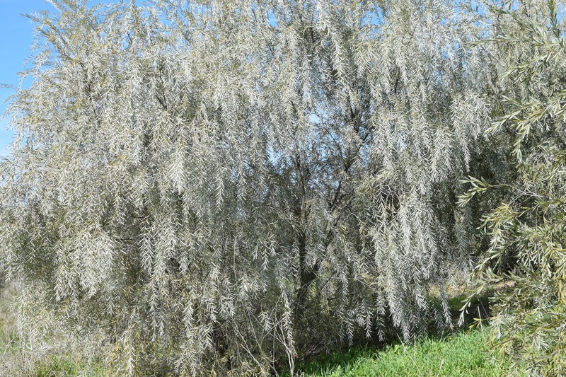 Four-Stamen Tamarisk