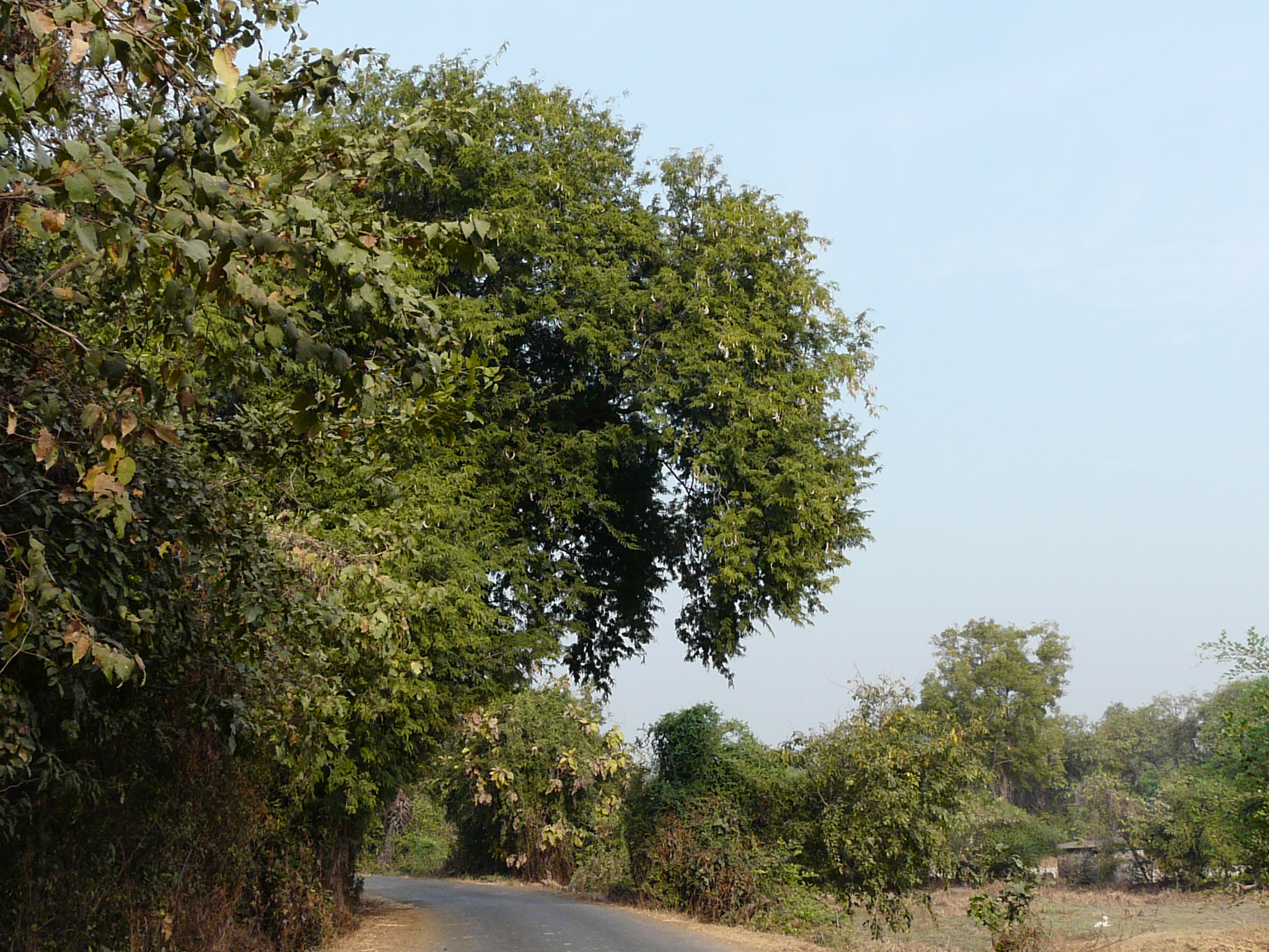 Tamarind photo 3