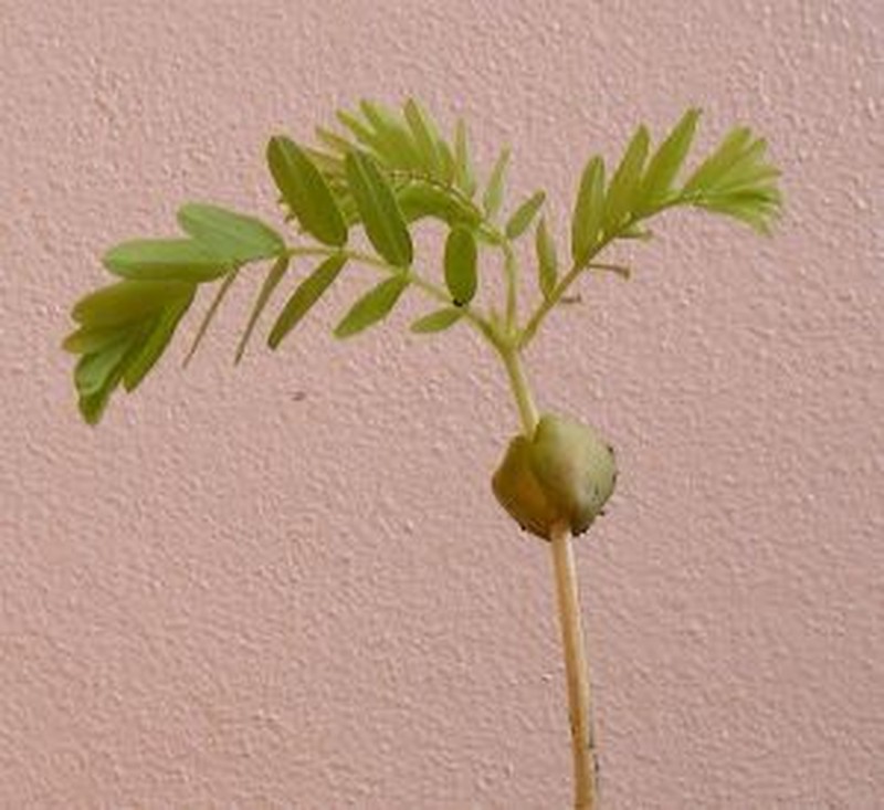 Tamarind photo 4