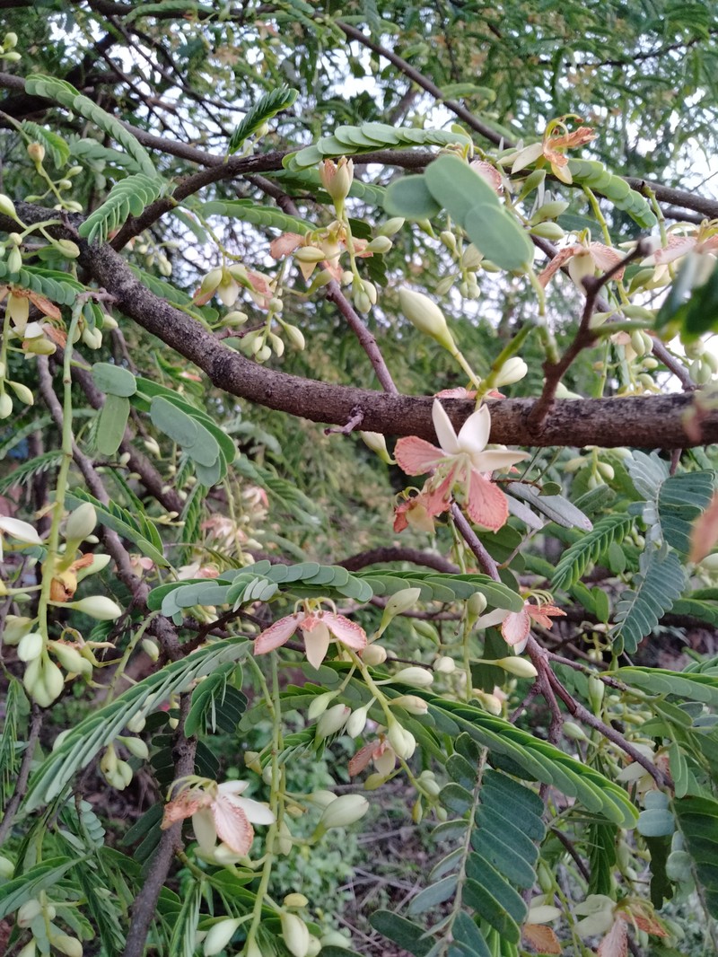 Tamarind photo 5