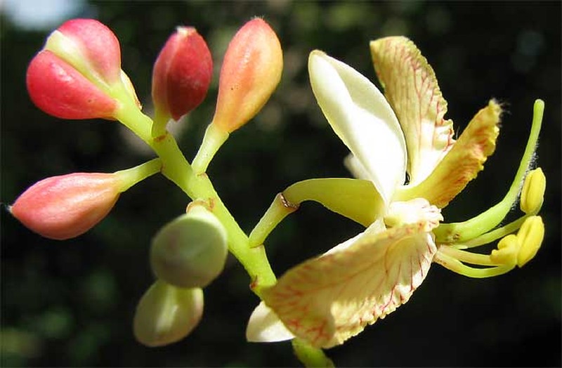 Tamarind photo 6