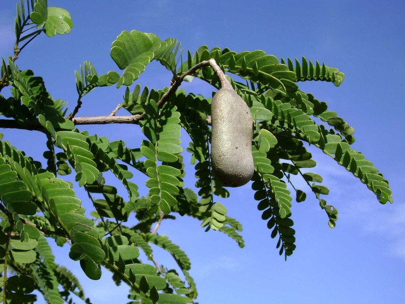 Tamarind photo 7