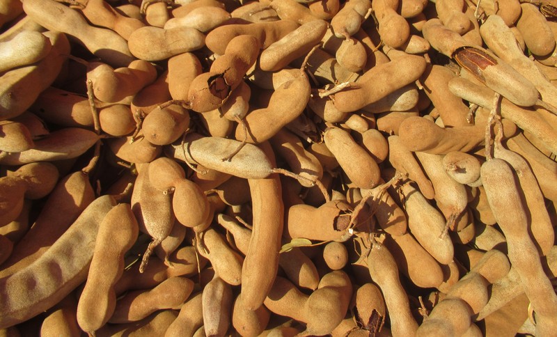 Tamarind photo 8