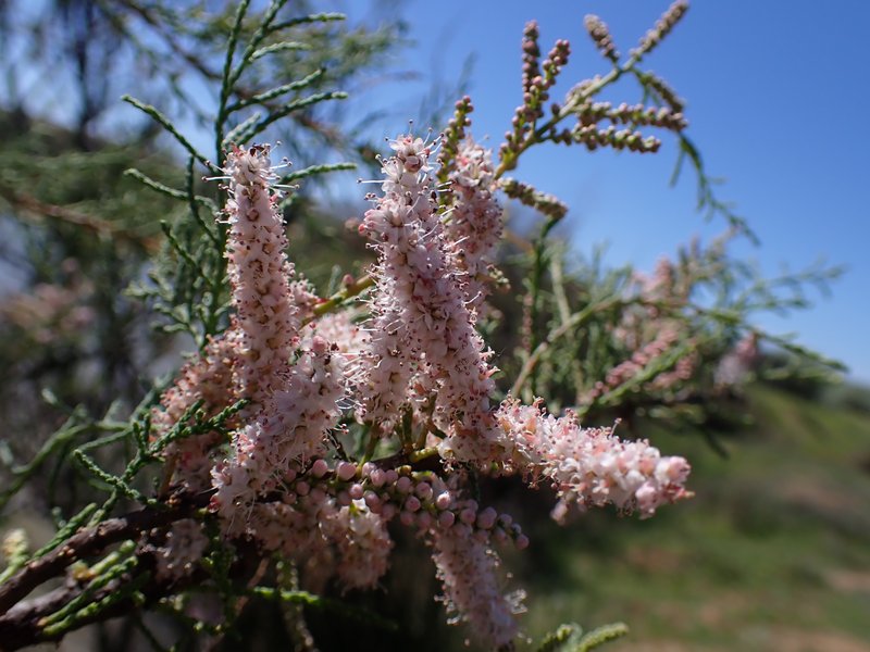 African Tamarisk photo 5