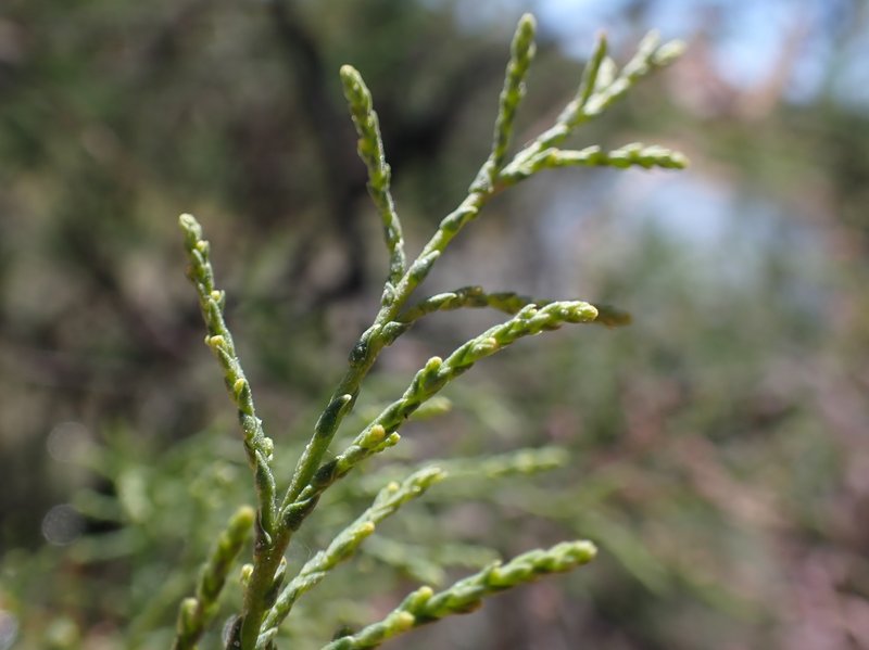 African Tamarisk photo 6