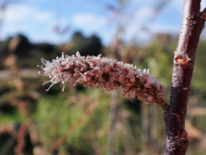 African Tamarisk photo 7