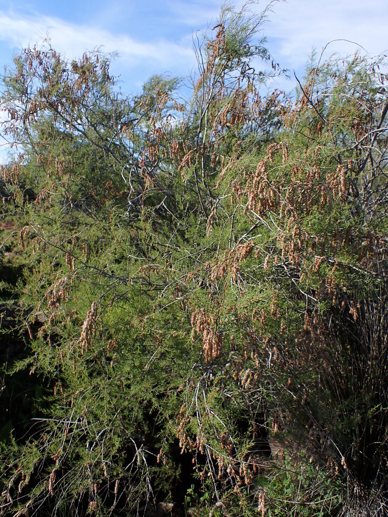 African Tamarisk photo 8
