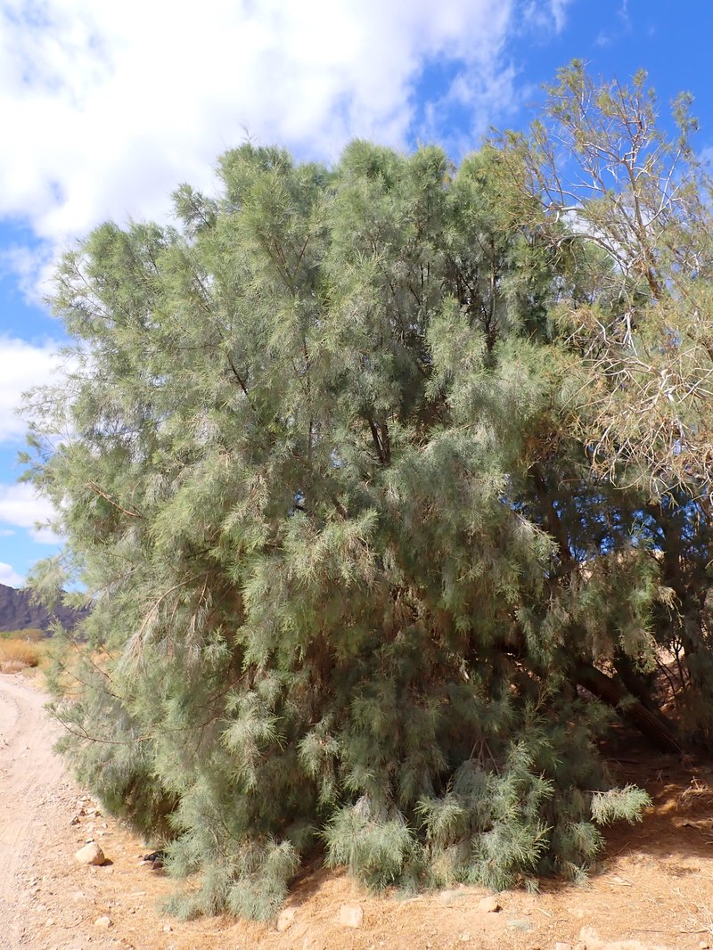 Athel Tamarisk photo 6