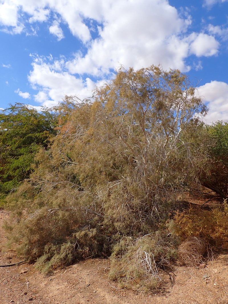 Athel Tamarisk photo 7