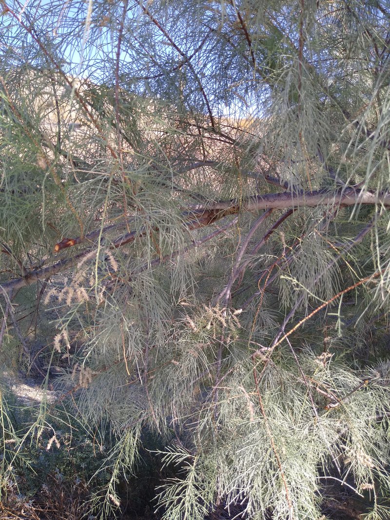 Athel Tamarisk photo 8
