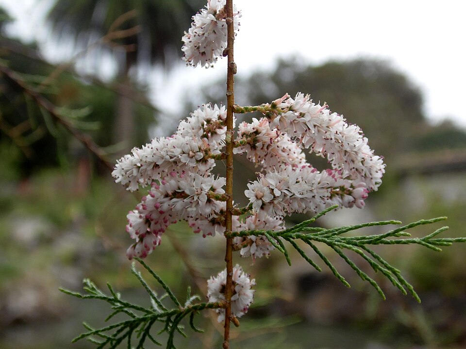 Canary Island Tamarisk photo 5