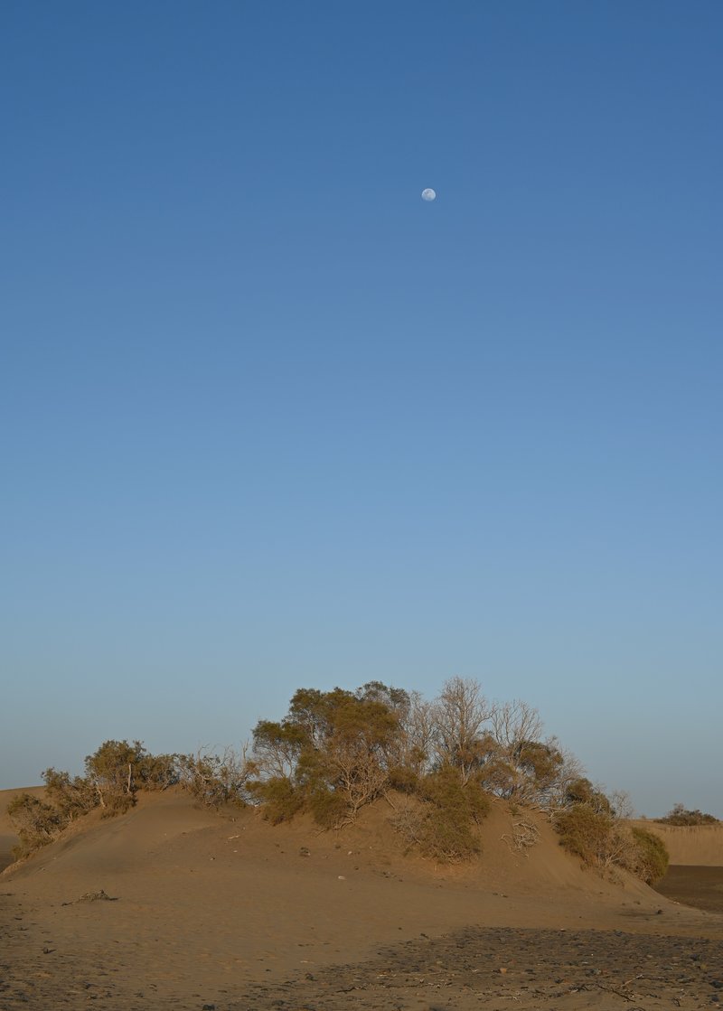 Canary Island Tamarisk photo 6