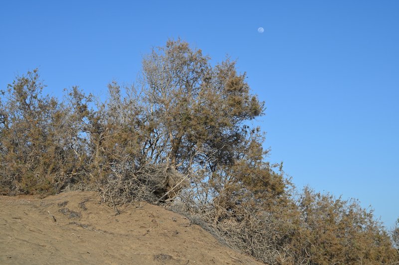 Canary Island Tamarisk photo 7